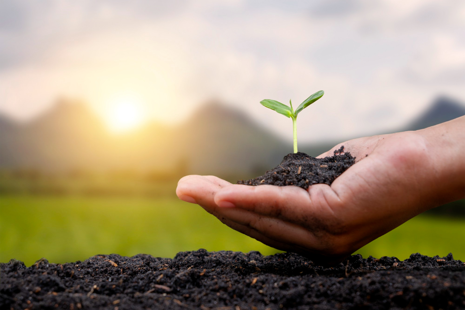 Nurturing Growth