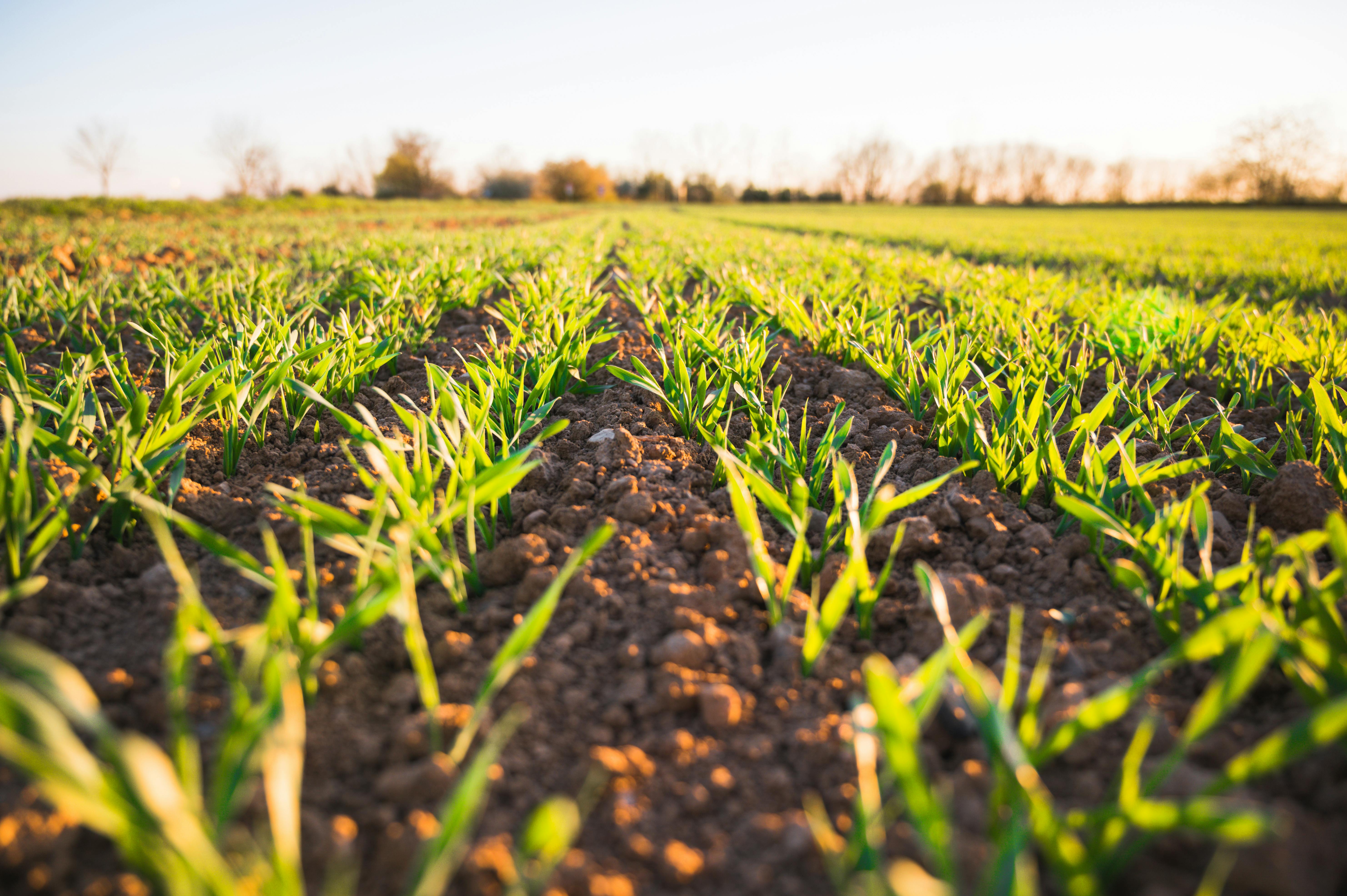Sustainable Farming